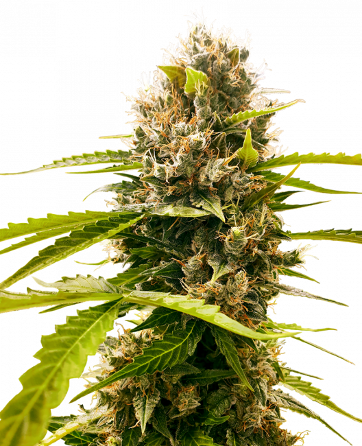 Sensi Seeds Research Mandarin Punch Feminised Seeds