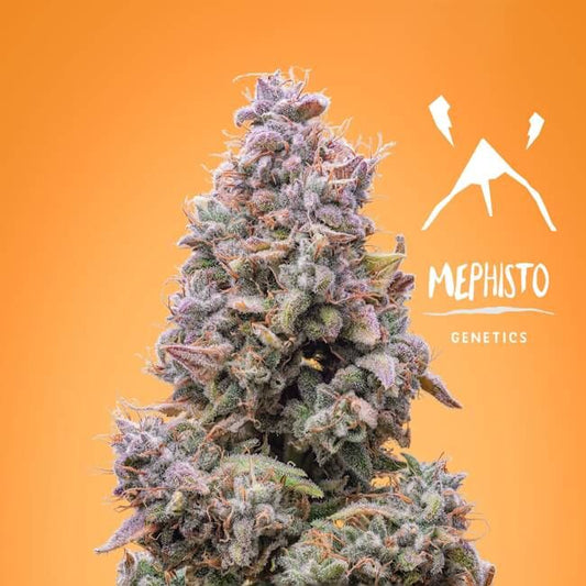 Mephisto Genetics Mango Smile Auto Feminised Seeds