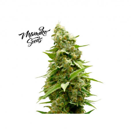 Mamiko Seeds Master Cookies Feminised Seeds