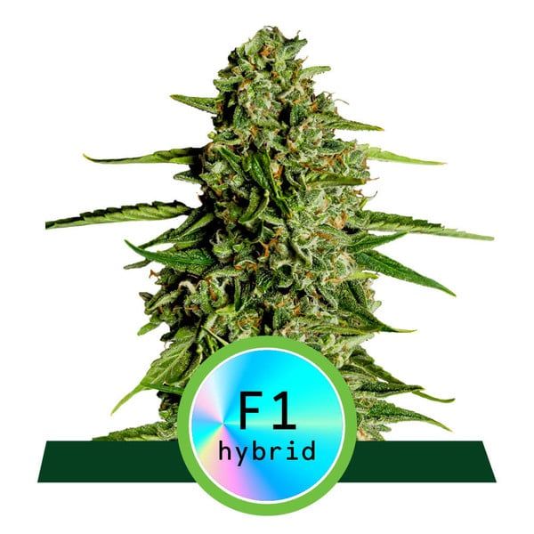 Royal Queen Seeds Medusa F1 Auto Feminised Seeds