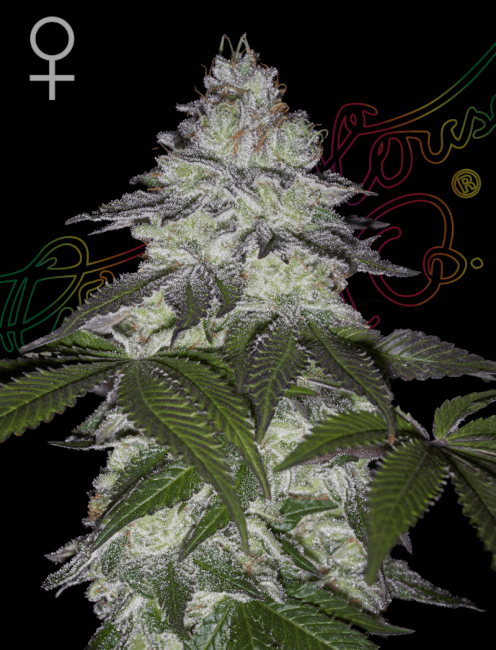 Greenhouse Seed Co. Milky Dreams Feminised Seeds