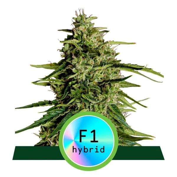 Royal Queen Seeds Milky Way F1 Auto Feminised Seeds