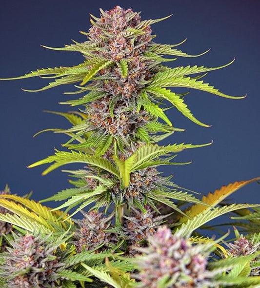 Sweet Seeds Mimosa Bruce Banner XL Auto Feminised Seeds