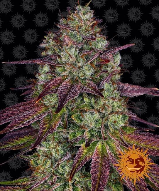 Barney's Farm Mimosa EVO Feminised Seeds