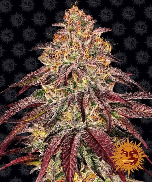 Barney's Farm Mimosa x Orange Punch Auto Feminised Seeds