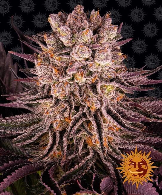 Barney's Farm Mimosa x Orange Punch Feminised Seeds