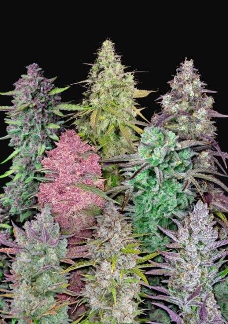 FastBuds Fastbuds Mixed Pack Auto Feminised Seeds