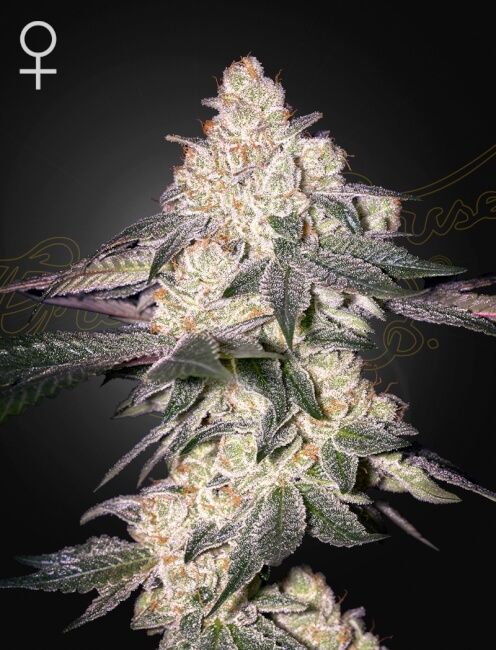 Greenhouse Seed Co. Moweeto Feminised Seeds