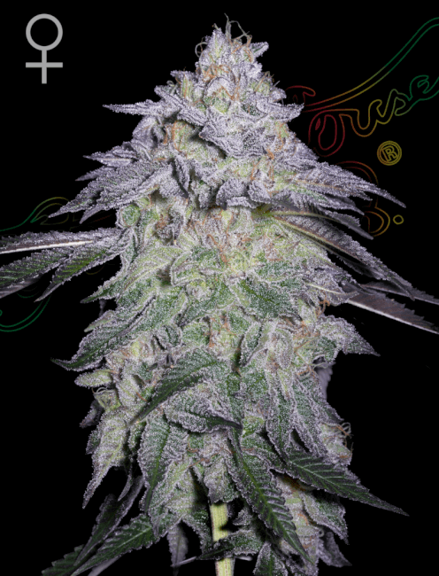 Greenhouse Seed Co. Nori Cake Feminised Seeds