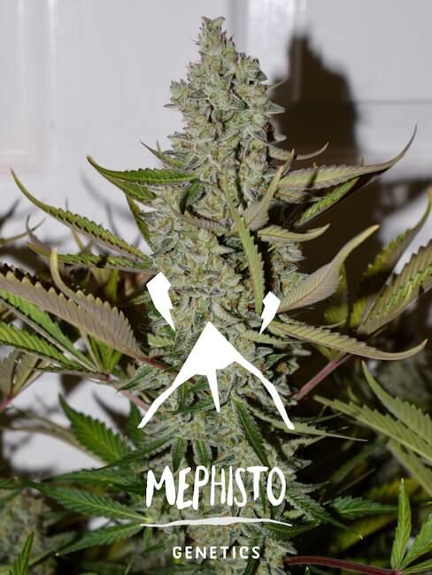 Mephisto Genetics Northern Cheese Haze Auto Feminised Seeds