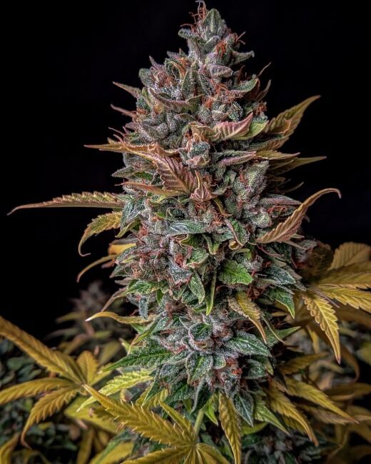 Mephisto Genetics Orange Biscuits Auto Feminised Seeds