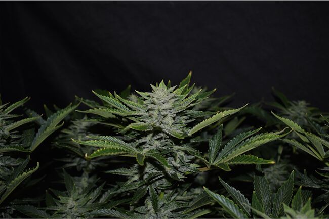 Mephisto Genetics Orange Diesel Auto Feminised Seeds