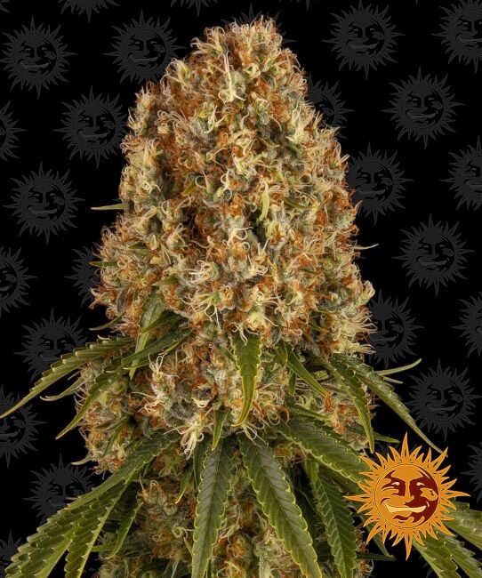 Barney's Farm Orange Sherbert Feminised Seeds