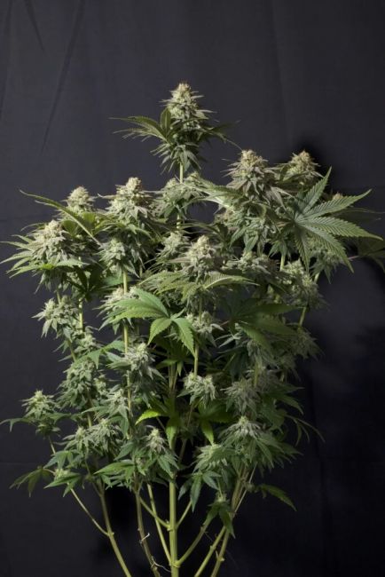 FastBuds Orange Sherbet FAST Feminised Seeds