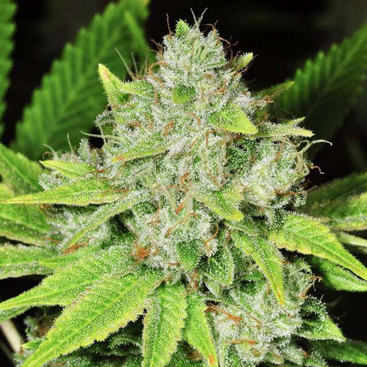 Nirvana Seeds Original Glue Auto Feminised Seeds