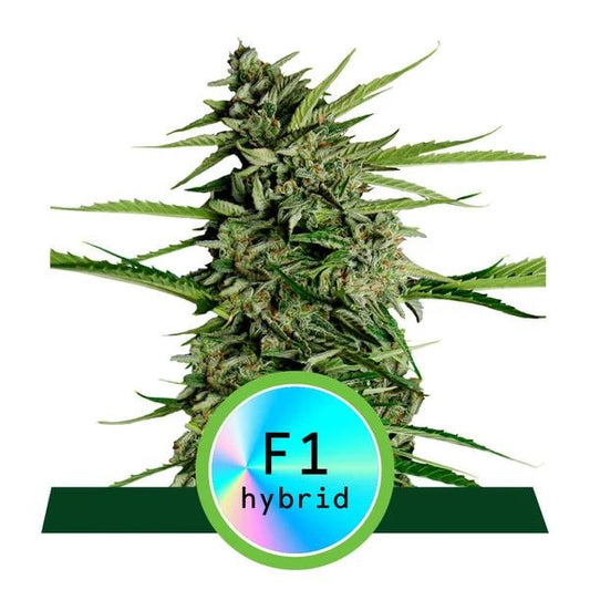 Royal Queen Seeds Orion F1 Auto Feminised Seeds