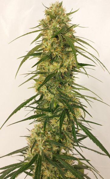 Ace Seeds Panama A5 Haze Feminised Seeds