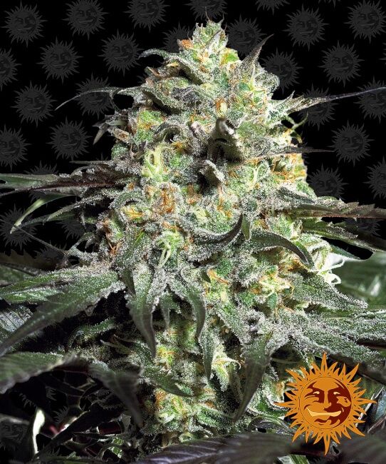 Barney's Farm Peyote Cookies Feminised Seeds