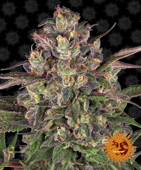 Barney's Farm Peyote Critical Feminised Seeds