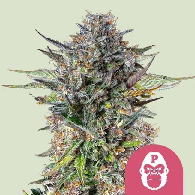 Royal Queen Seeds Pink Gorilla Feminised Seeds