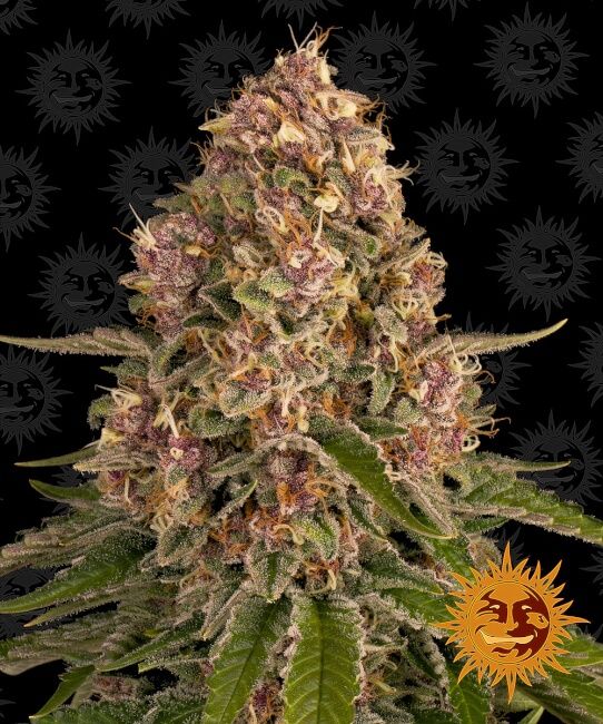 Barney's Farm Pink Kush Feminised Seeds