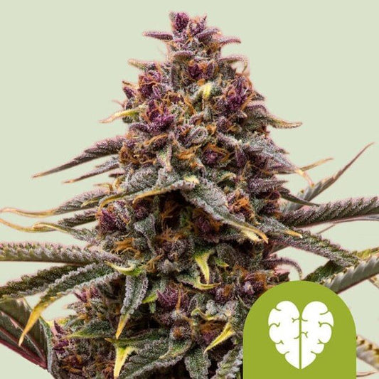 Royal Queen Seeds Pink Mist Auto Feminised Seeds