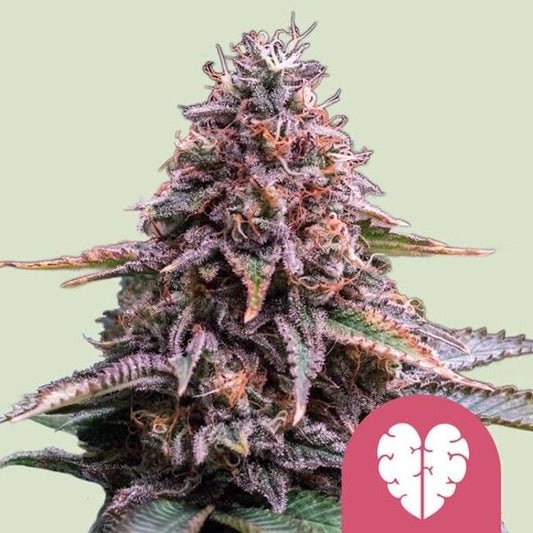 Royal Queen Seeds Pink Mist Feminised Seeds