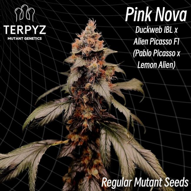 TerpyZ Mutant Genetics Pink Nova Regular Seeds