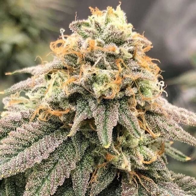 Pheno Finder Seeds Pinkz Feminised Seeds