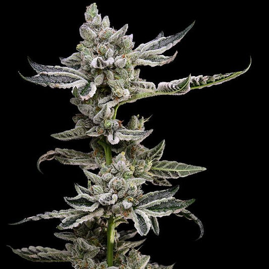 Green Bodhi Platinum Affie 78 Regular Seeds