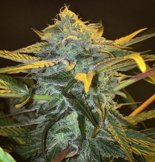 Mamiko Seeds Punch & Cookies Feminised Seeds