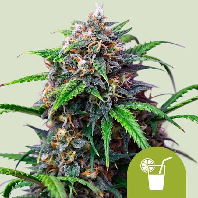 Royal Queen Seeds Purple Lemonade Auto Feminised Seeds