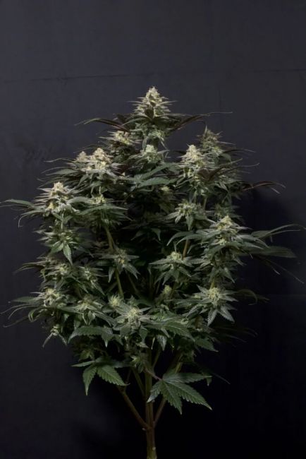 FastBuds Purple Lemonade FAST Feminised Seeds