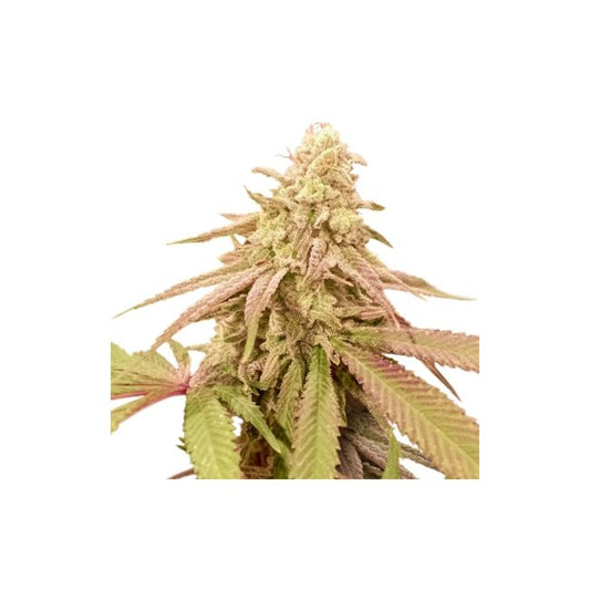 Super Sativa Seed Club Purple OG Punch Auto Feminised Seeds