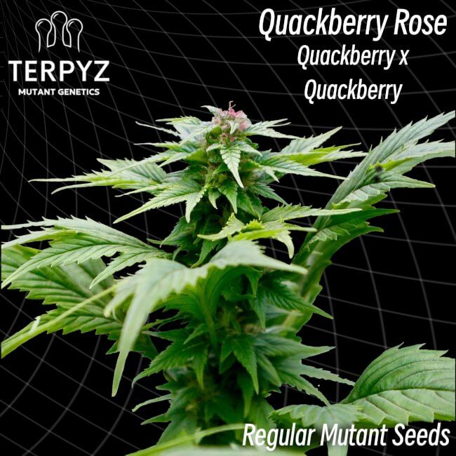 TerpyZ Mutant Genetics Quackberry Rose Regular Seeds