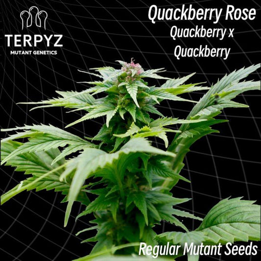 TerpyZ Mutant Genetics Quackberry Rose Regular Seeds