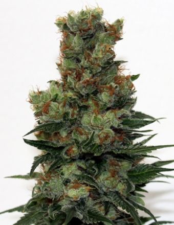 Ripper Seeds Ripper Badazz Regular Seeds