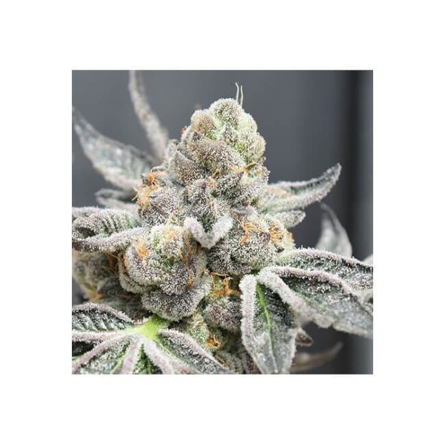 Ripper Seeds Radical Juice Auto Feminised Seeds