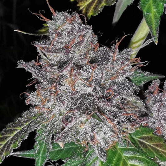 Pheno Finder Seeds Rainbow Cake Feminised Seeds