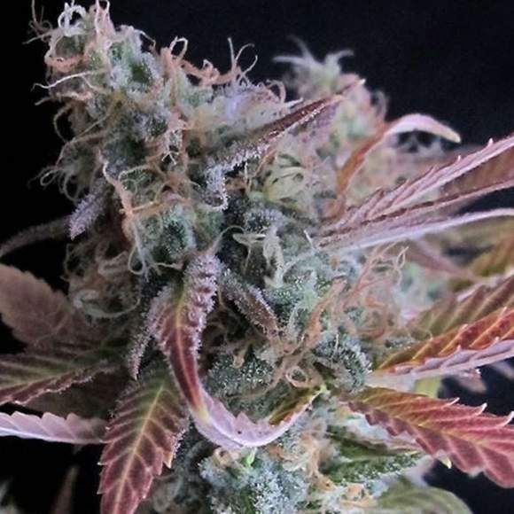 Nirvana Seeds Raspberry Cough Feminised Seeds