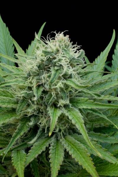 G13 Labs Raw Diesel Feminised Seeds