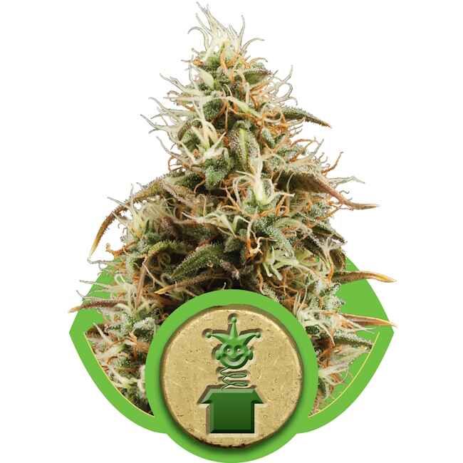 Royal Queen Seeds Royal Jack Auto Feminised Seeds