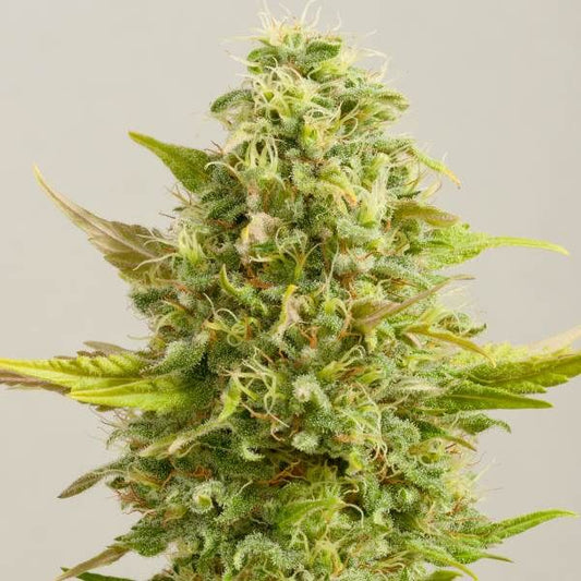 G13 Labs Royal Kush Feminised Seeds