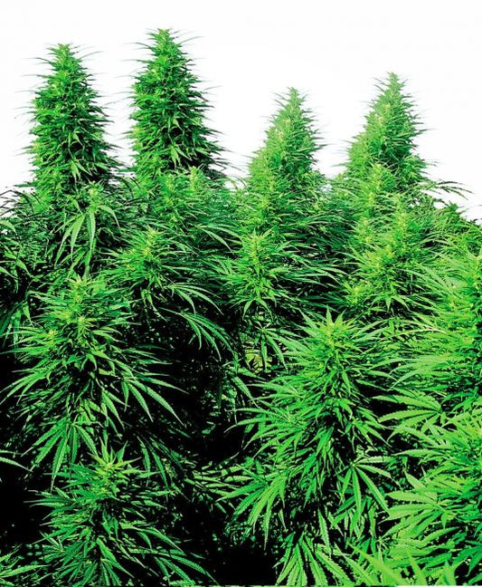 Sensi Seeds Ruderalis Skunk Regular Seeds