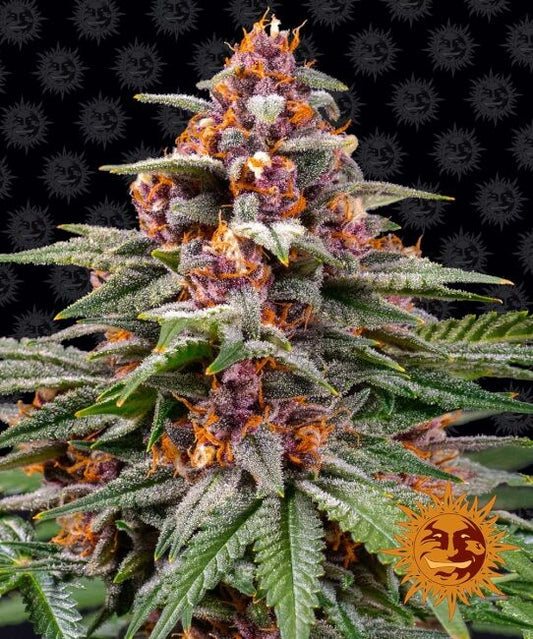 Barney's Farm Runtz Auto Feminised Seeds