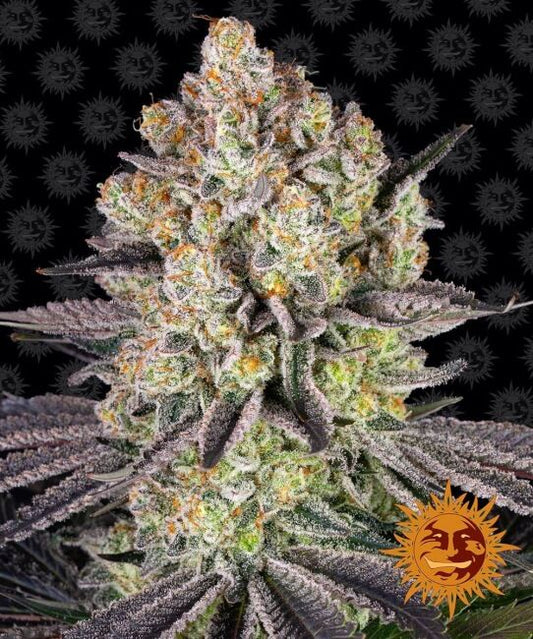 Barney's Farm Runtz Feminised Seeds