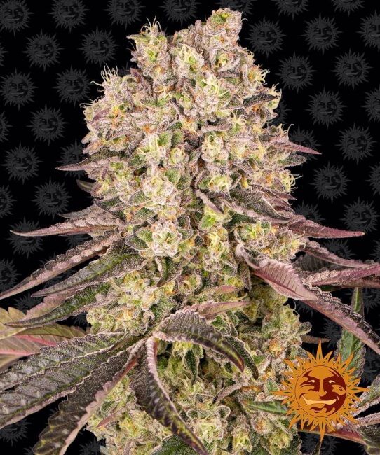 Barney's Farm Runtz Muffin Feminised Seeds