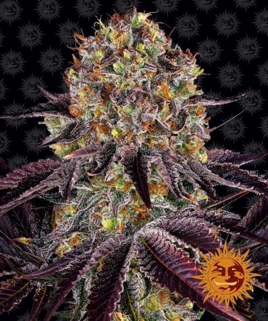 Barney's Farm Runtz x Layer Cake Feminised Seeds