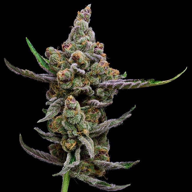 Green Bodhi Sail Haten Feminised Seeds