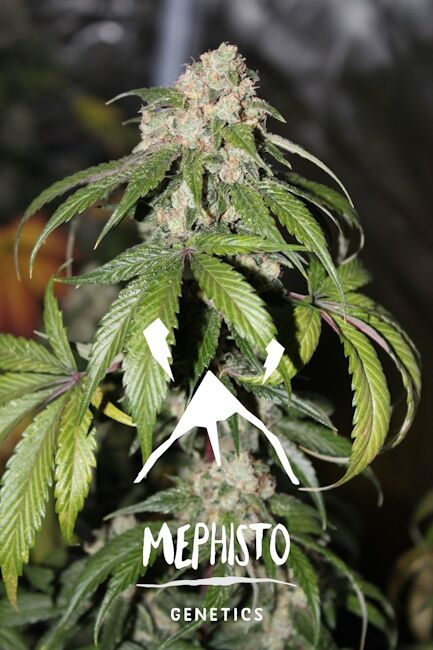 Mephisto Genetics Samsquanch OG Auto Feminised Seeds